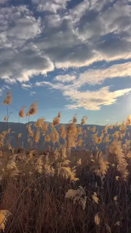 🕊🎧
