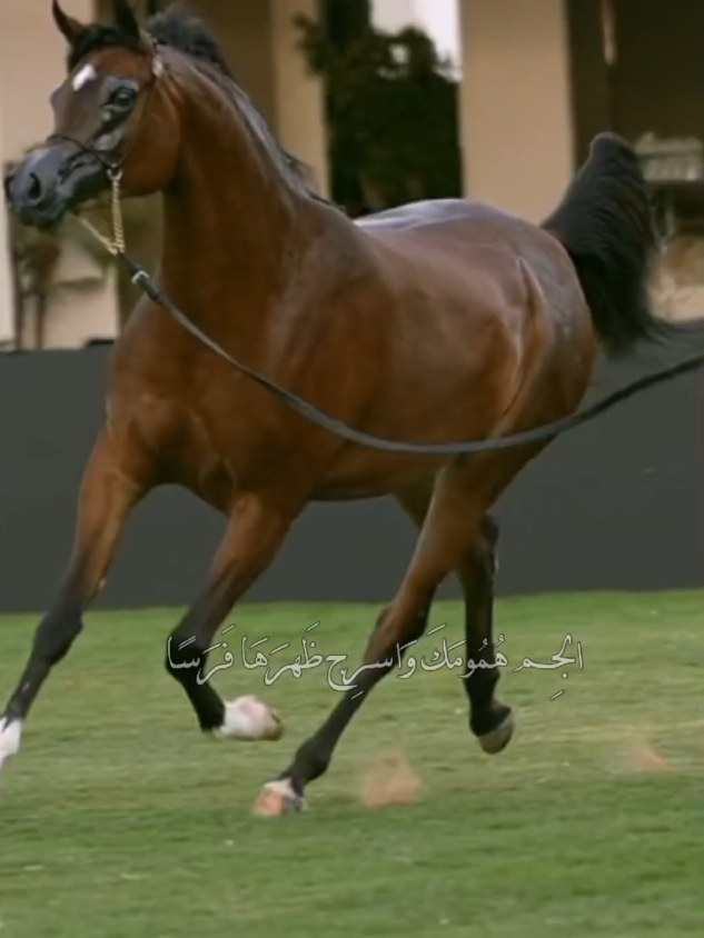 #CapCut لا اليأس ثوبي ولا الاحزان تكسرني #عشق_الخيل_ادمان 