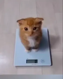 #fyp 