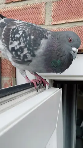 How many Coos does Pigeon S. Malls give you today #pigeon #bird #pet #petbird #birds