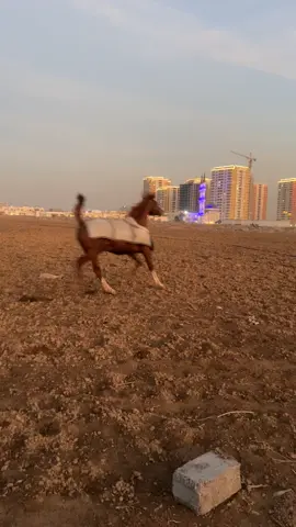 #هەولێر_سلێمانی_دەهۆک_ڕانیه_کەرکوک ##هەولێر #خيل_وخياله🐎 #ئەسپ_سوارەکان #ئەشق  باز🤎