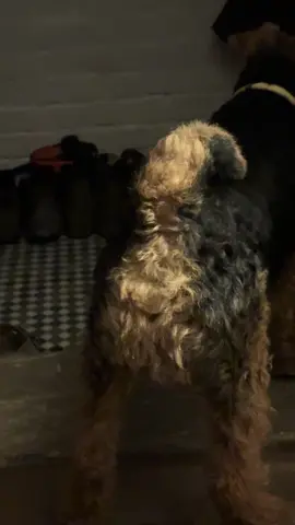 At this point I’m not actually sure which end is barking 👀  #dogbarking #funnydog #funnydogs #funnydogsoftiktok #funnydogvideos 