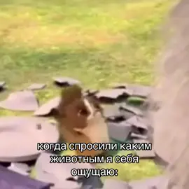 ну реально же #морт #мадагаскар #madagaskar #мойвайб #моетотемноеживотное 