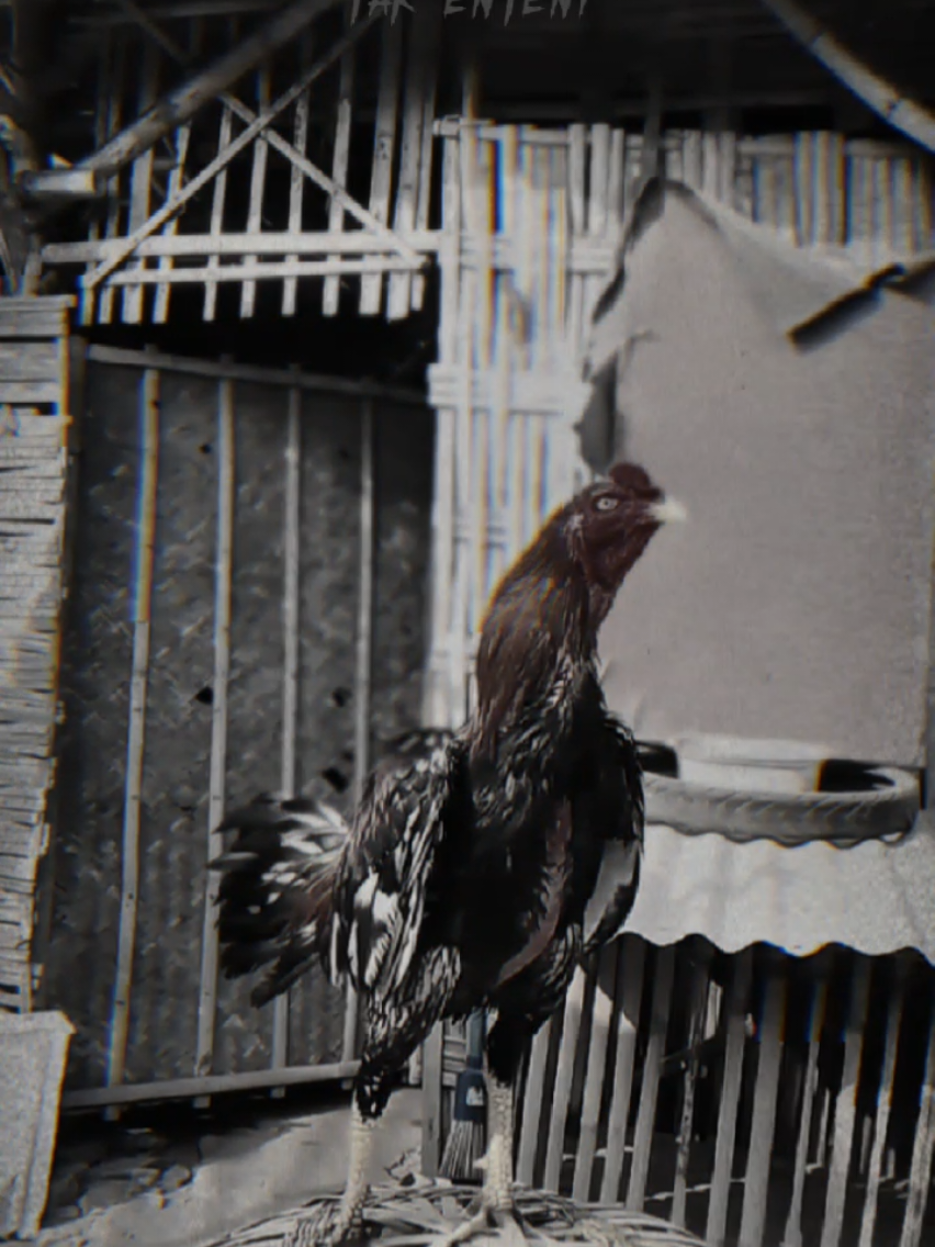 Jendral Bangkok Clasik 🙌 #ayambangkok #ayambangkoksuper #fyp #storyayambangkok #fypシ 