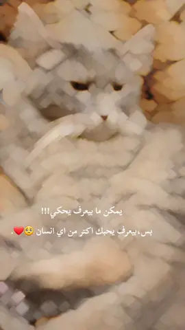🥺❤️حبيب قلبي#gray_louna #قطتي #قططي #محبين_القطط #قطة_الترند 
