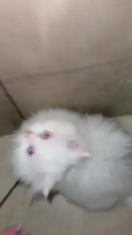 Por dicha había algo parecido cerca😹