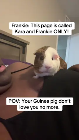 #fyp #foryou #guineapigs #smallpetsoftiktok #guineapigsoftiktok #drdolittle #sweetanimals #exoticpets #funnyanimals 