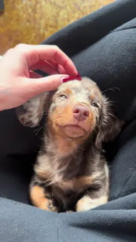 snuggles  #minidachshund #longhairdachshund #puppy #fyp 