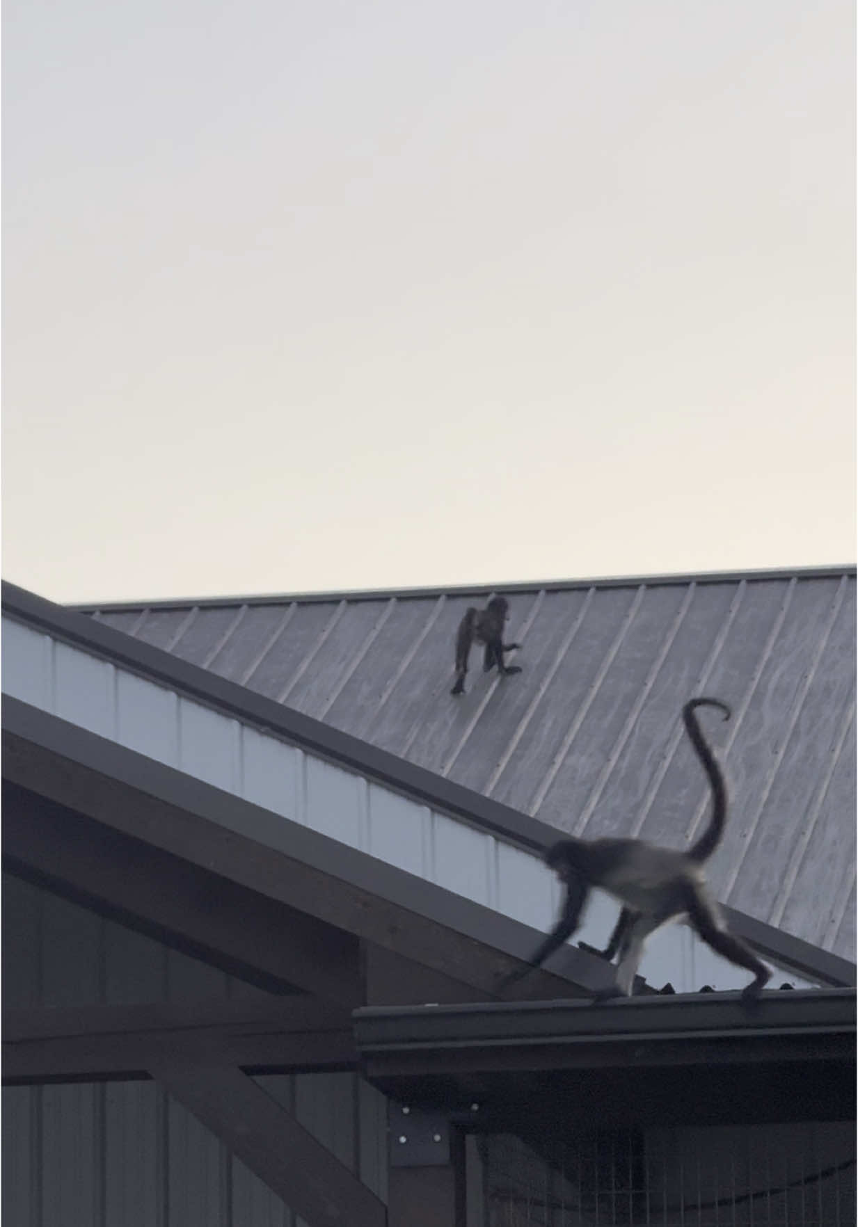 When people compare raising monkeys to raising kids. Can your 1 yr old climb the roof in a matter of seconds? 🤣