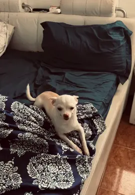 smile niki 😂 #pet #foryou #PetsOfTikTok #fypシ #chihuahua #dog 