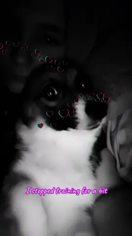 Saving Grace 💜 #pembrokewelshcorgi #corgisoftiktok #servicedogsoftiktok #grief #dogsoftiktok 