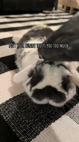 🤪 #jackjackgoestocollege #bunnytok #greyandwhitebunny #bunniesoftiktok #bunnyrabbit 