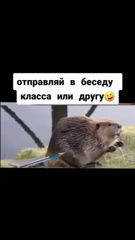 #бабер #бобер #8642 #2020 