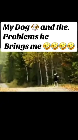 Oh no bears 🐻 #viraltiktok #trending #foryoupage #animalsoftiktok #pets 