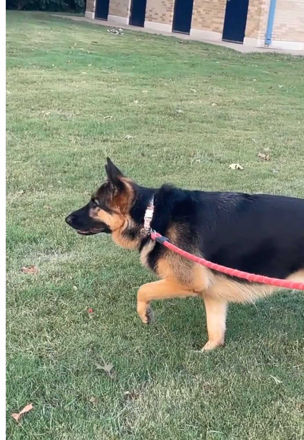 Looks like she found something interesting. 💀💀🤧 #funny  #dog  #trending  #germanshepherd 
