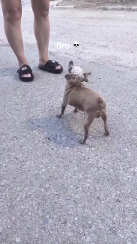 Let out a scream of despair 😩  #fyp #funny #dogs #puppy #meme 