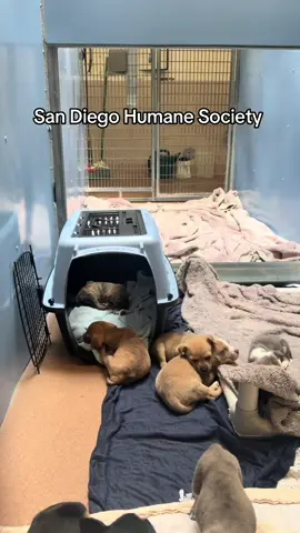 Adopt don’t shop, look at all these pups. #adopteddog #sandiegohumanesociety 