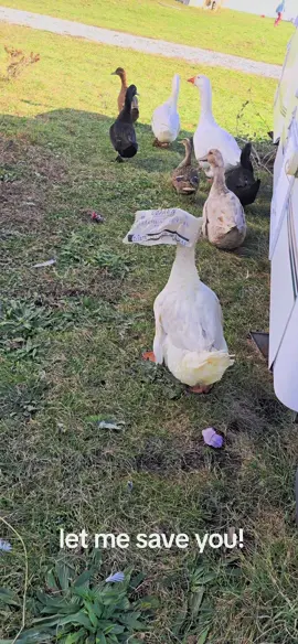 this silly duck got its head stuck in a bag and wouldn't let me rescue him at first. silky goose...er duck.... #pekin #ducksoftiktok #saveyou 