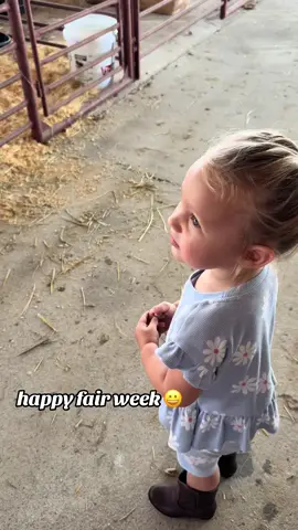 logan will NOT be doing sheep 🤠#countyfair #sheep 