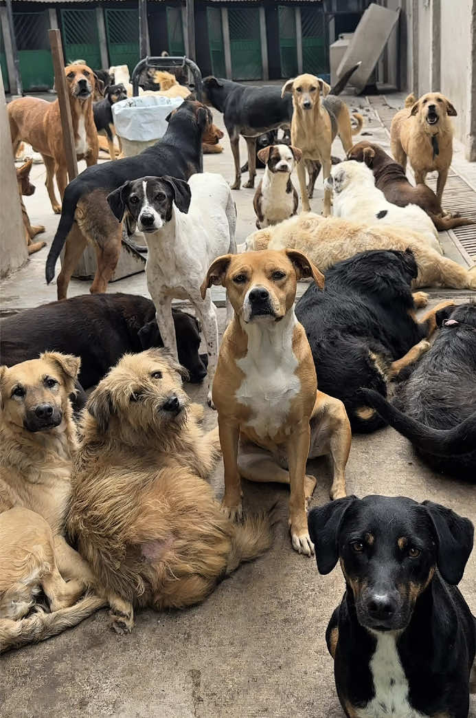 Así como Mia, tú también puedes celebrar tu cumpleaños generando un impacto positivo en la vida de cientos de animalitos sin hogar. No hay nada más hermoso que celebrar la vida siendo generosos y agradecidos por el año que finaliza y el que inicia. En cada gesto de bondad, encontramos un motivo para sonreír y un recordatorio de que juntos podemos hacer un mundo mejor para los que no tienen voz. ¡Pásale la voz a tus dog friends y a tu dog mom para que se animen a participar de esta iniciativa llena de amor!. Gracias 💛🐶🙋🏻‍♀️. @Mía Pomeranian 💕 @Pom Society Lima 