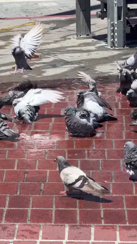 Time to water the birds! 😭🥹      (Jukin Media Licensing Verified)