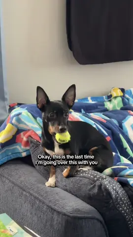 #CapCut #cat #dog #catsoftiktok #dogsofttiktok 