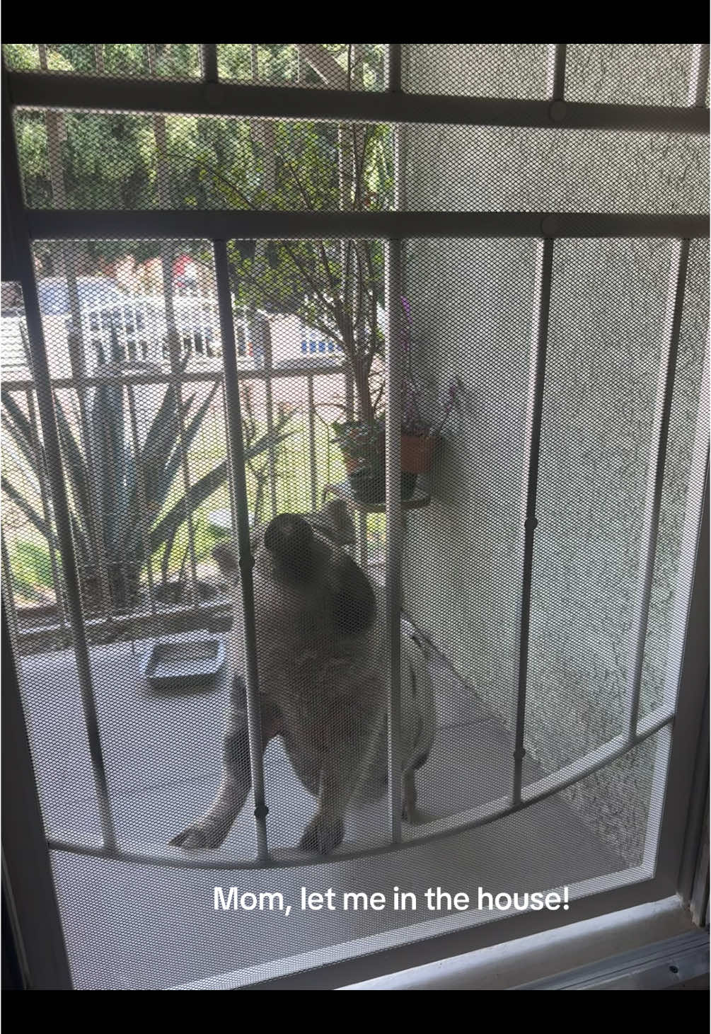 Chuleta terrorizing the household 🫠 She won’t stop until we let her in. Front door has already been replaced once from the damage 🫢 #minipig #pet #door #annoying #pig #piggy #pigs #pigsoftiktok #pet #PetsOfTikTok 