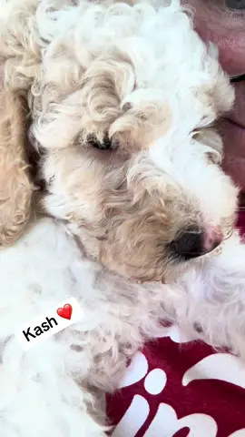 Love his lovings ❤️