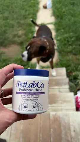 Your dogs got health and digestive system matters! It makes a huge difference in their quality of life! #probiotics #dogsoftiktok #guthealth #petlabcoprobiotic 