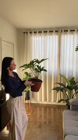 Plantei esse Guaimbê no vaso faz 1 mês. Veio com aquele barro vermelho super duro, não consegui tirar o torrão, então plantei assim mesmo. E hoje ele tá lindíssimo, crescendo melhor do que eu esperava! Estou usando fertilizante da @Vaso autoirrigavel Plantiê que fez toda a diferença 💚🌱  #plantas #planta #plantasdeinterior #plantastiktok 