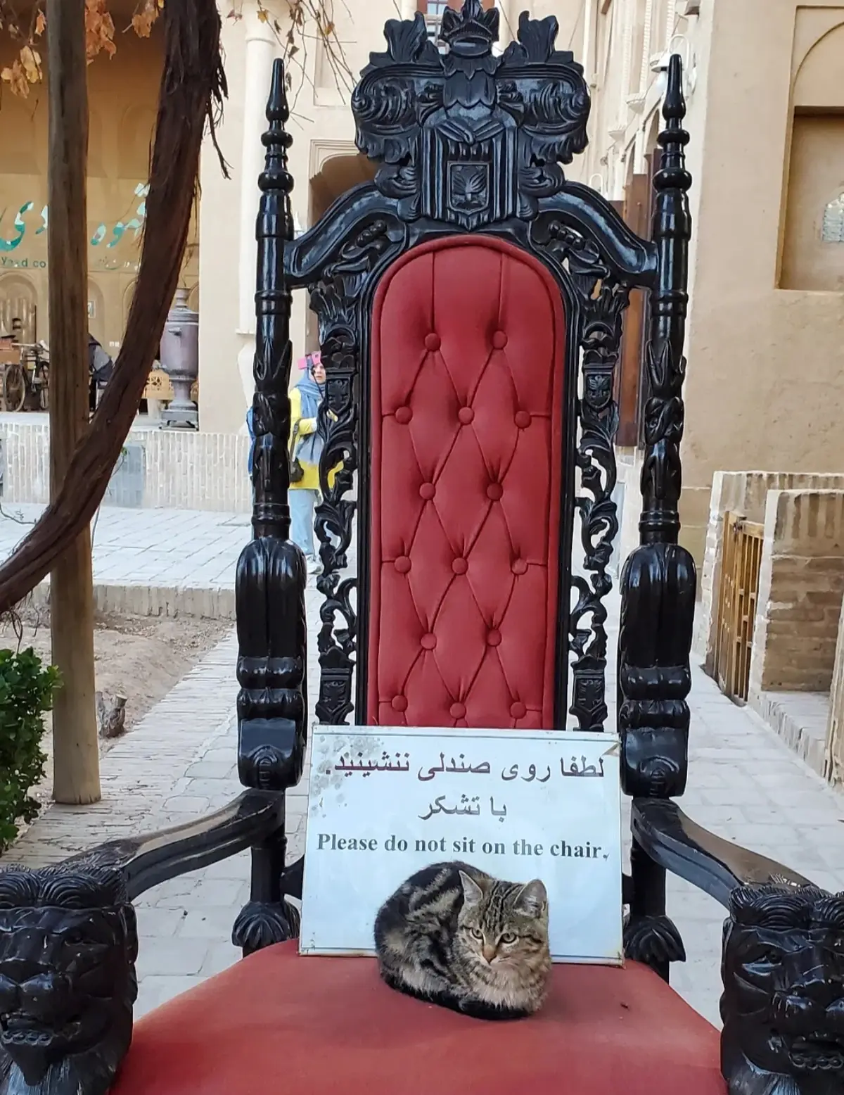 Just a normal cat sitting on a chair, nothing suspicious #cat #reccomendation #foryou 