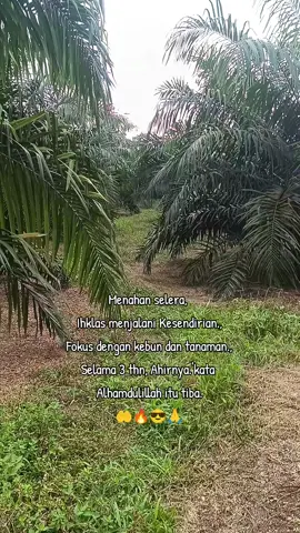 #creatorsearchinsights kita bersihkan piringan lanjut pengaplikasian dolomit.,  awal pemupukan semester 1 karna musim penghujan segera datang..#berkebun #sawitontiktok #sawitPRO #sawitriau 