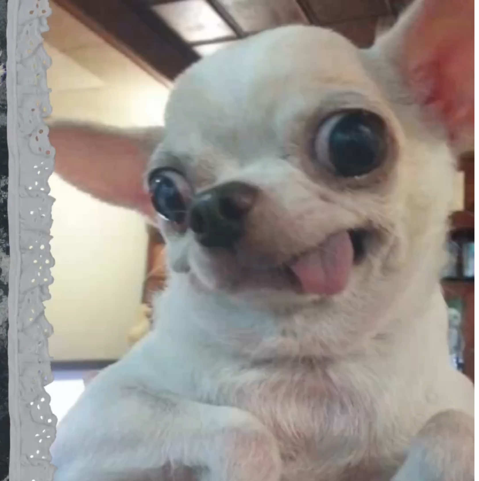 I love chihuahuas :) #fyp #foryou #foryoupage #viral #moodboard #moodboardedit #edit   #chihuahua 