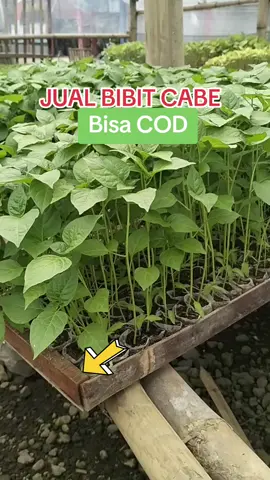 JUAL BIBIT CABE RAWIT #cabe #jualbibitcabe #bibitcaberawit #petanicabe #petanisukses 