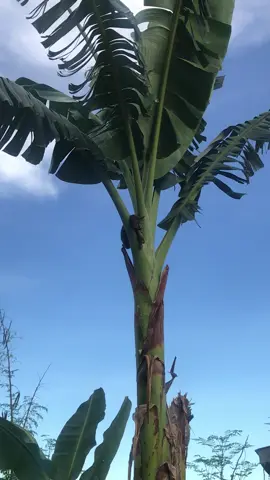 #jo #shorts #catsoftiktok #cats #kathniel 