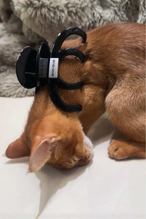 Interesting switches on cats 🐱 #cat #foryou #funny #funnyvideos #fyp #tiktok #haha #pets #cute #happy 