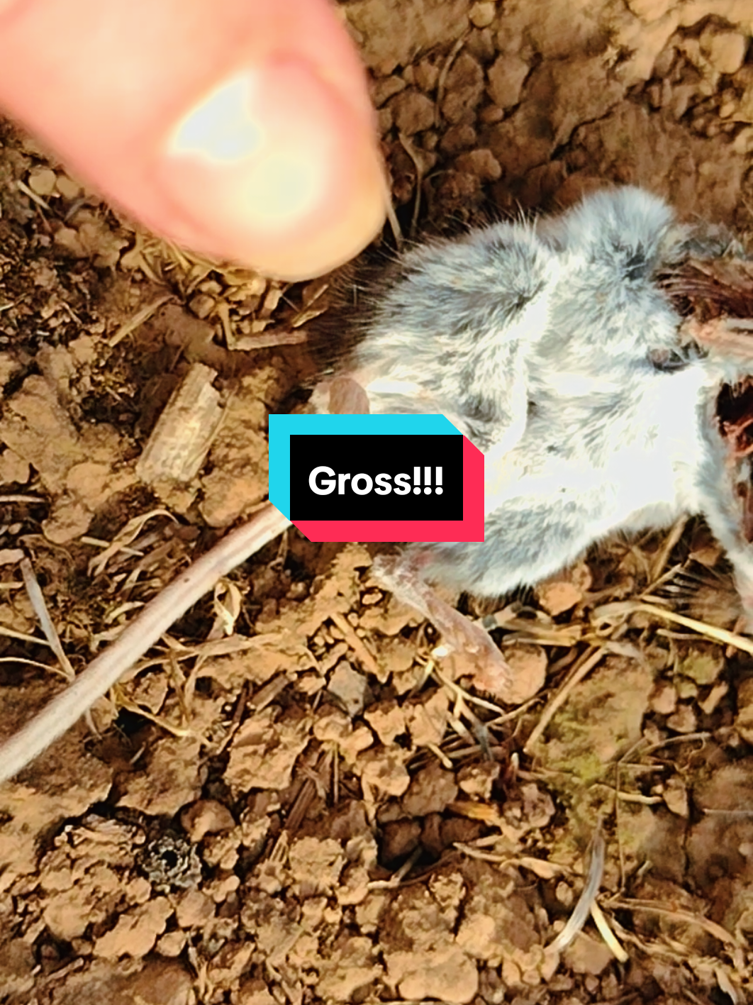 Why, or why did I take a closer look?  I feel dirty now  #funny #trending #animals #goviral #family 