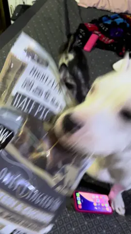 Only one ingredient #dog #dogsoftiktok #fyp #tiktokshop 