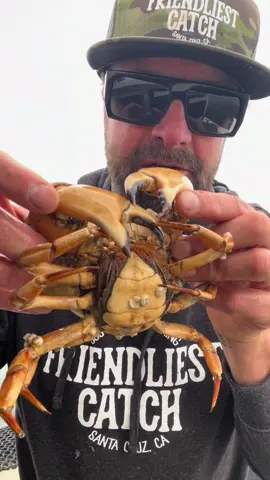 Barnacle Chronicles #asmr #friendliestcatch #barnaclechronicles 