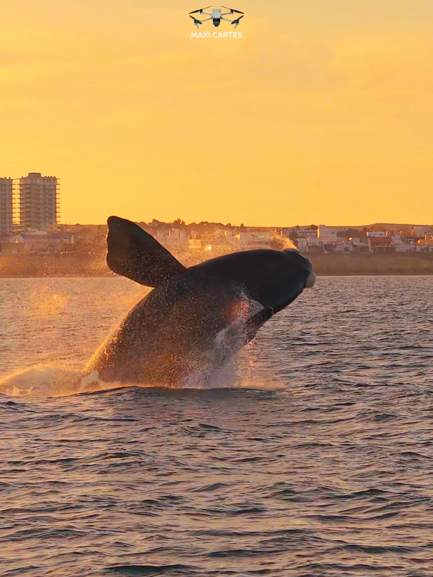 🐳🌊La mejor ovación de la gente fue para estas dos Ballenas Francas, que hoy dieron un espectáculo, vistas desde la costa en Las Grutas.