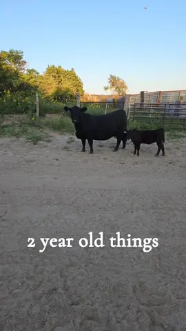 #sexy #cattle #cows #fyp #nebraska 