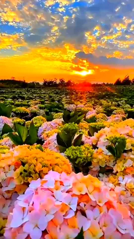 keindahan alam #sunset #pemandanganindah #alamyangindah #sunsetlover #nature 