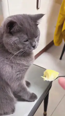#cat#funny#catsoftiktok#foryou#fyp