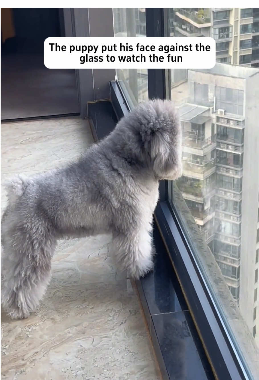 A dog who likes to watch the fun🤣#dog #funny #funnyvideos #dogsoftiktok 