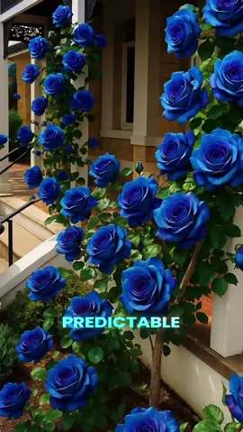 It’s just my crystal baby roses 🩷💜💙🧡❤️#plants #rose #tiktokmademebuyit 