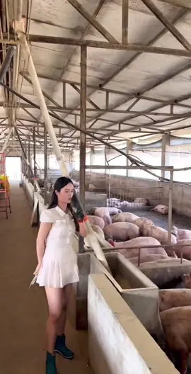 Đàn lợn đẹp các bác nhỉ#channuoi #channuoiheo #real #xuhuong 