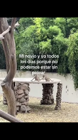 #fyp #monitos #monito #changos #fypage 