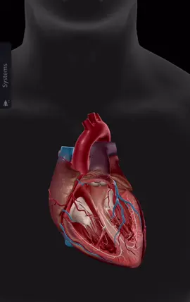 1. Vị trí và hình thể chung Tim nằm trong trung thất giữa, hơi lệch sang trái, có hình tháp, đỉnh hướng xuống dưới – ra trước – sang trái, còn đáy hướng lên trên và ra sau. Kích thước trung bình bằng nắm tay người trưởng thành. ⸻ 2. Cấu tạo ngoài 	•	Tim có 4 buồng: 	•	Hai tâm nhĩ ở trên (nhĩ phải và nhĩ trái). 	•	Hai tâm thất ở dưới (thất phải và thất trái). 	•	Rãnh nhĩ – thất và rãnh gian thất chia tim thành các vùng giải phẫu rõ rệt. ⸻ 3. Cấu tạo trong 	•	Nhĩ phải: nhận máu tĩnh mạch từ tĩnh mạch chủ trên, chủ dưới và xoang tĩnh mạch vành. 	•	Thất phải: bơm máu lên động mạch phổi qua van động mạch phổi. 	•	Nhĩ trái: nhận máu tĩnh mạch từ bốn tĩnh mạch phổi. 	•	Thất trái: bơm máu ra động mạch chủ qua van động mạch chủ. Các buồng tim được ngăn cách bởi van tim: 	•	Van nhĩ–thất phải: van ba lá. 	•	Van nhĩ–thất trái: van hai lá (van mitral). 	•	Van động mạch phổi và van động mạch chủ là van bán nguyệt. ⸻ 4. Thành tim Tim có 3 lớp: 	•	Ngoại tâm mạc: bao ngoài tim. 	•	Cơ tim: lớp dày nhất, chứa các sợi cơ tim đặc biệt có khả năng co bóp và dẫn truyền. 	•	Nội tâm mạc: lót trong các buồng tim. ⸻ 5. Hệ thống dẫn truyền tim Gồm: nút xoang (SA), nút nhĩ–thất (AV), bó His và mạng Purkinje. Hệ thống này tạo và dẫn truyền xung động giúp tim co bóp nhịp nhàng. ⸻ 6. Mạch máu nuôi tim 	•	Tim được nuôi bởi hai động mạch vành (trái và phải) xuất phát từ gốc động mạch chủ. 	•	Máu tĩnh mạch tim chủ yếu đổ về xoang tĩnh mạch vành để về nhĩ phải. ⸻ 7. Chức năng Tim là bơm máu trung tâm, hút máu tĩnh mạch về và đẩy máu động mạch đi, đảm bảo tuần hoàn máu nuôi sống cơ thể. #phcn #vltl #giaiphau #tim #cuống_tim 