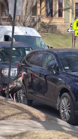 insurance for turkeys 😂😂🤣🤣👌 #turkey #wonderingaround #birds #reflection #hilariousbirds 