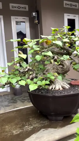 #bonsaiworld #nonsai #cây trang trí#plantillas #bonsai                  #           